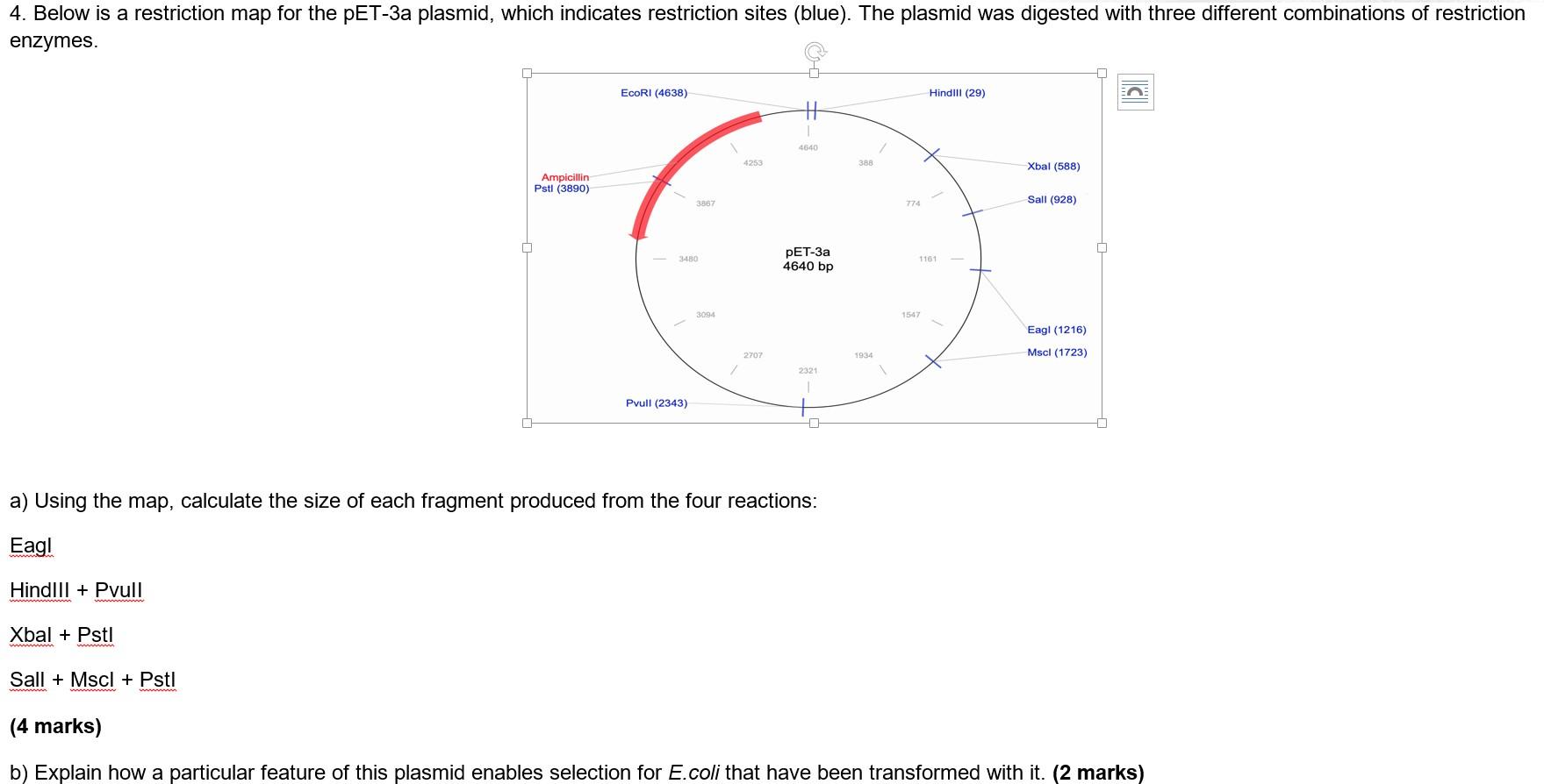 a) Using the map, calculate the size of each fragment produced from the four reactions:
Eagl
HindlII + Pvull
\( \mathrm{Xbal}
