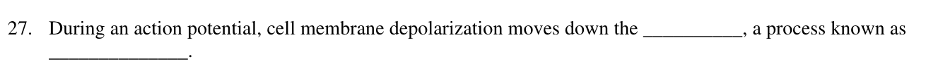 during an action potential the depolarised neuronal membrane is depolarised by