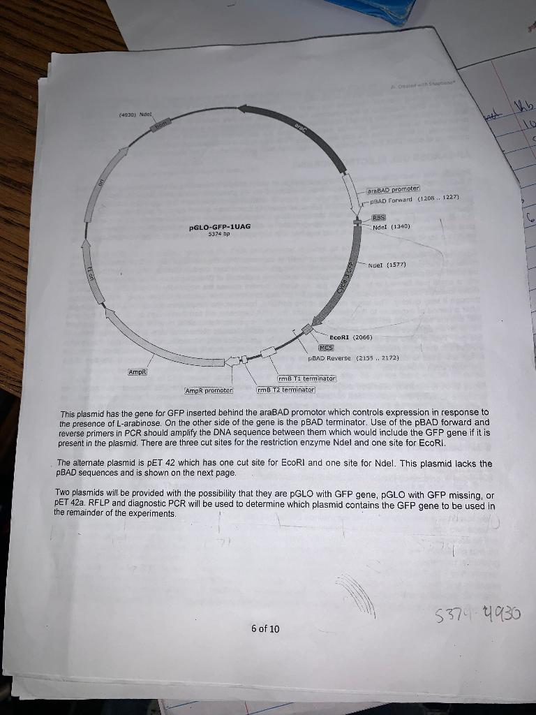 Solved Using the plasmid maps given, calculate the expected | Chegg.com