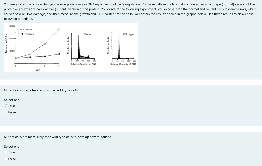 Solved You are studying a protein that you believe plays a | Chegg.com