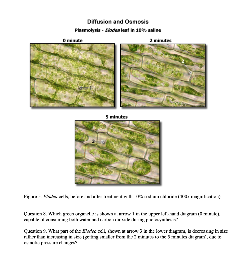 Solved Diffusion and Osmosis Plasmolysis - Elodea leaf in | Chegg.com