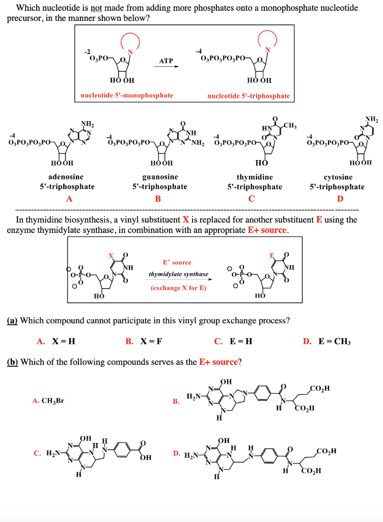 Solved Which nucleotide is not made from adding more | Chegg.com