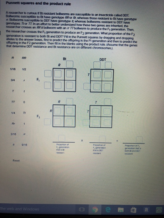 Solved Punnett squares and the product rule A researcher is | Chegg.com