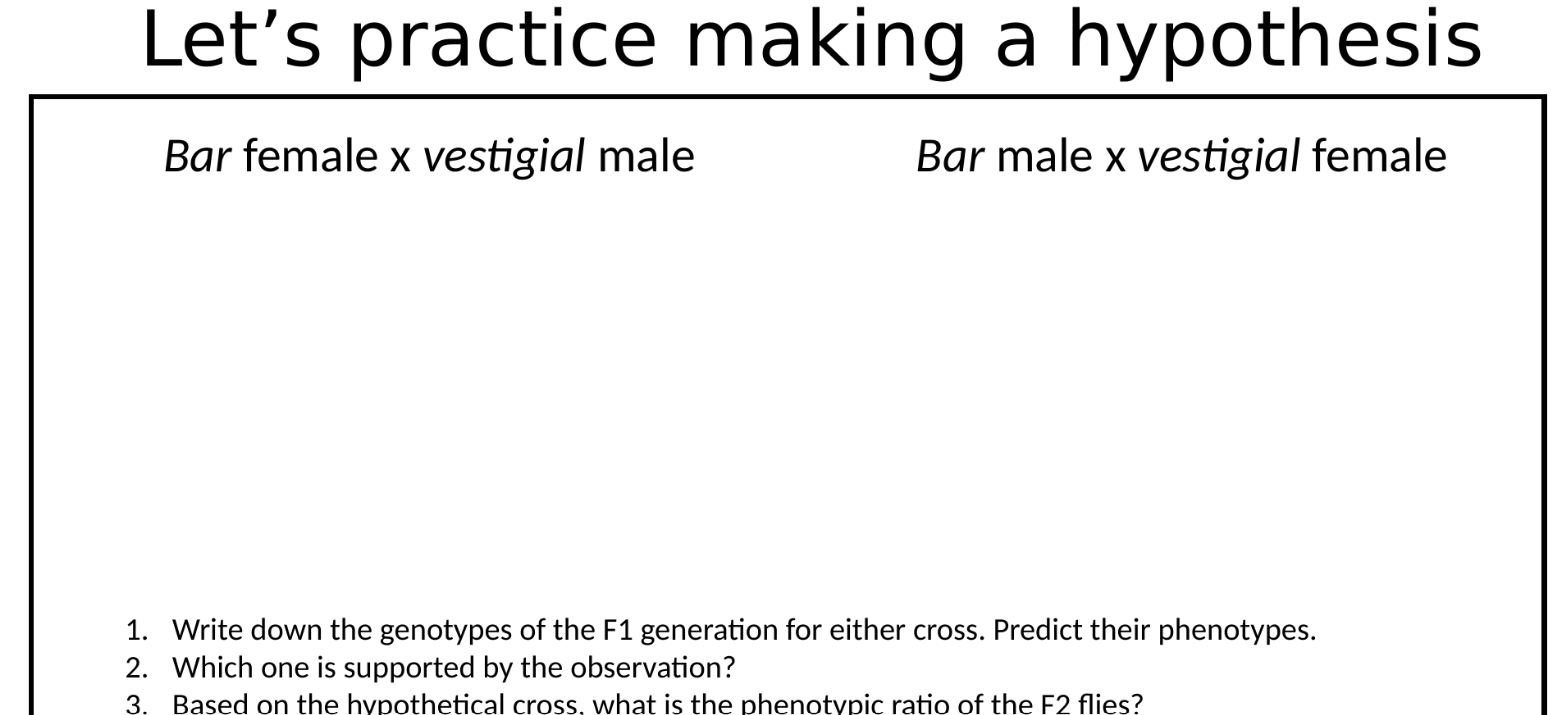 Solved Let's practice making a hypothesis Bar female x