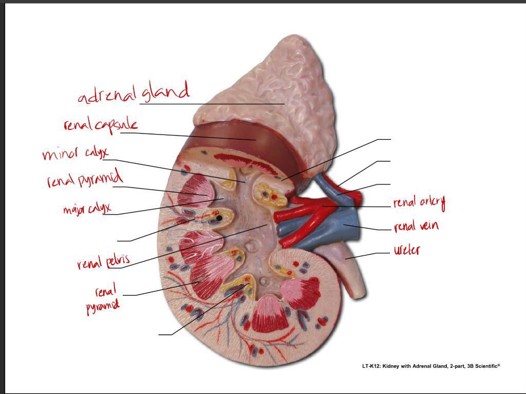 Solved adrenal gland renal capsule mind calyx renal pyramid | Chegg.com