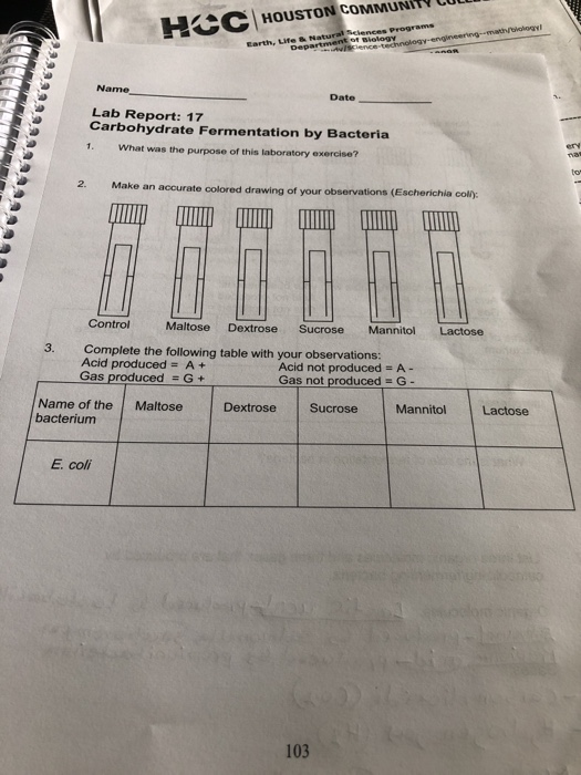 Solved Make an accurate colored drawing of your