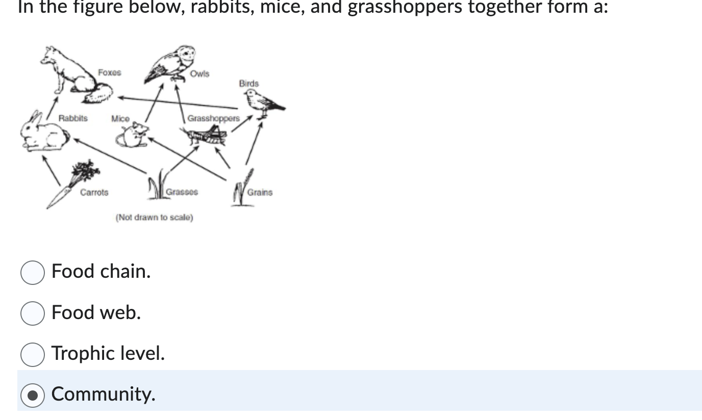 Solved In the figure below, rabbits, mice, and grasshoppers | Chegg.com