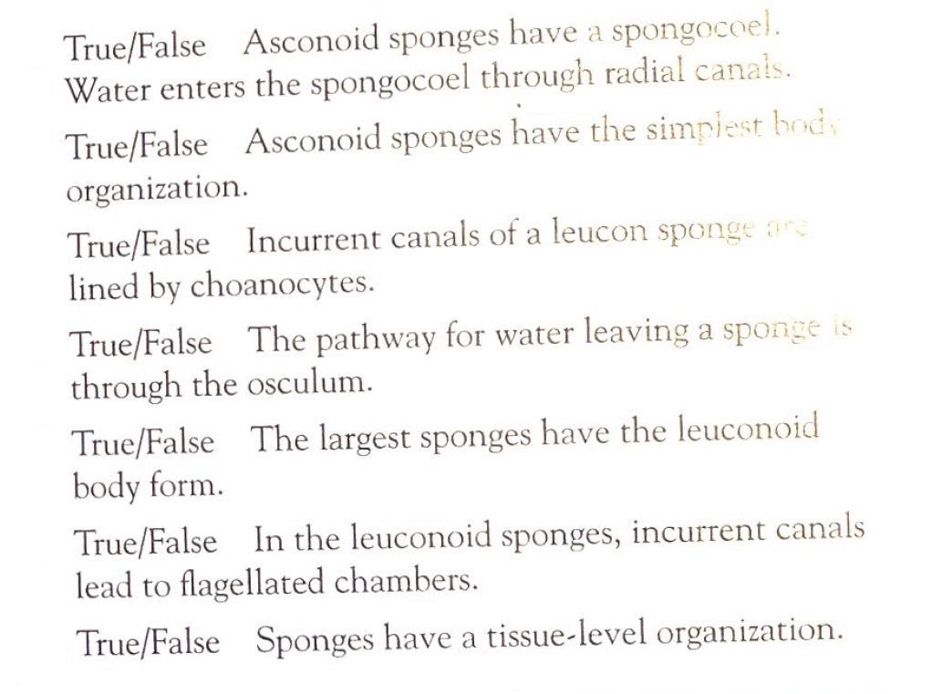 Solved True/False Asconoid sponges have a spongocoel. Water | Chegg.com