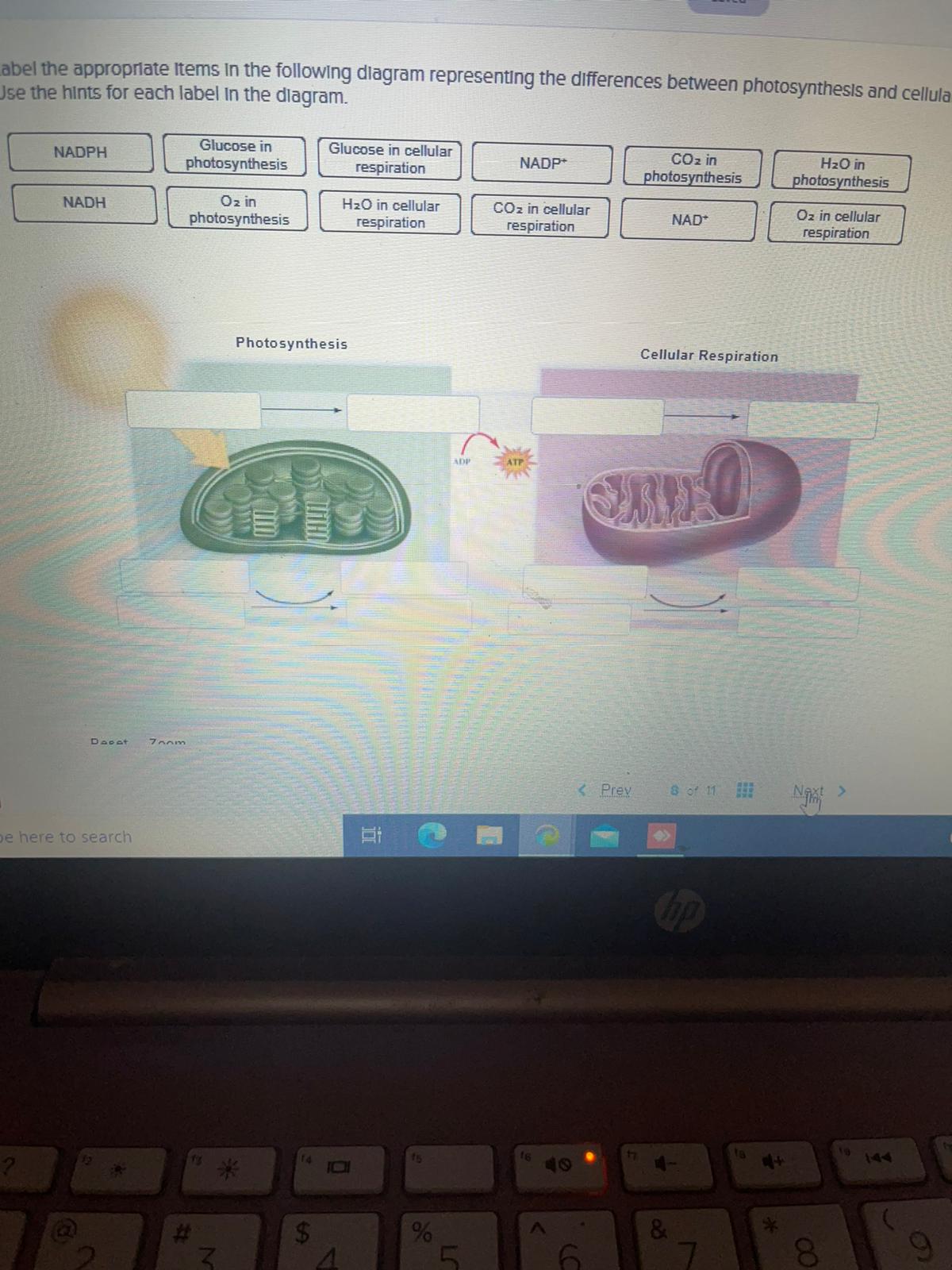 Solved Saved Place the molecules in the appropriate pathways | Chegg.com