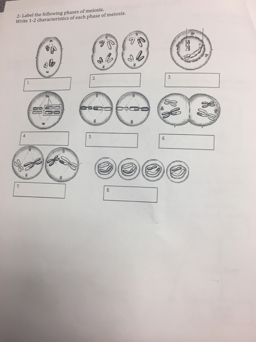 Solved 2- Label the following phases of meiosis Write 1-2 | Chegg.com