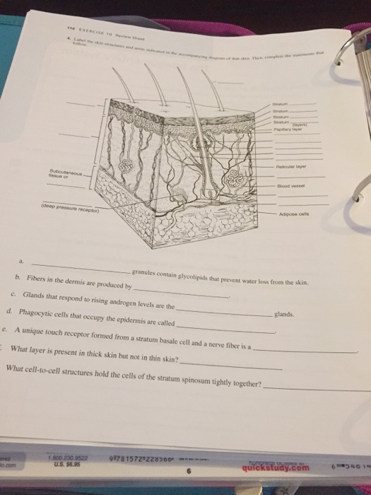 Anatomy And Physiology Archive | September 21, 2017 | Chegg.com