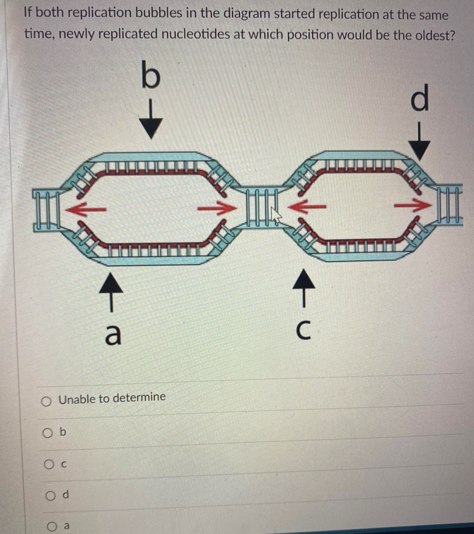 Solved If both replication bubbles in the diagram started | Chegg.com