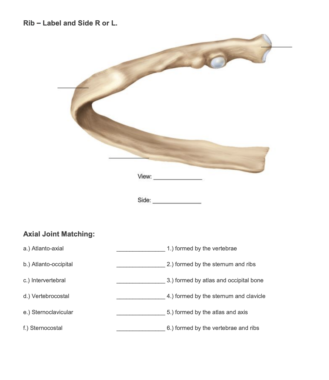 Solved Rib - I ahel and Side R or I Side: Axial Joint | Chegg.com