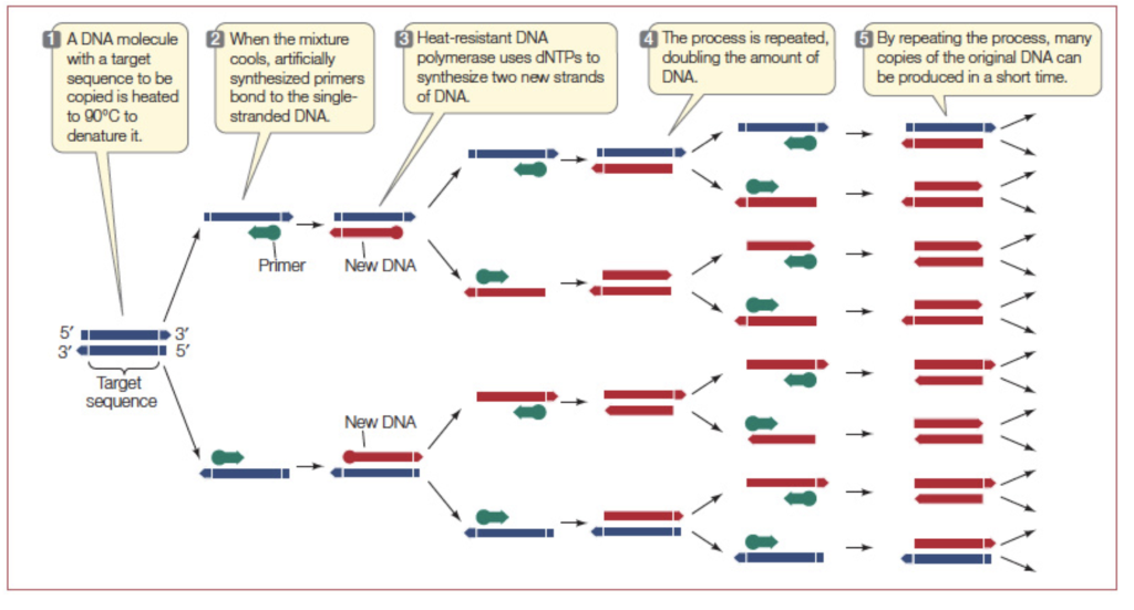 [DIAGRAM] Diagram Showing Steps Of Pcr - MYDIAGRAM.ONLINE