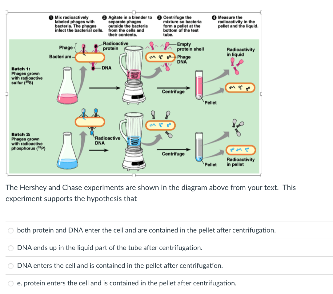 Solved 0 Measure the radioactivity in the pellet and the | Chegg.com