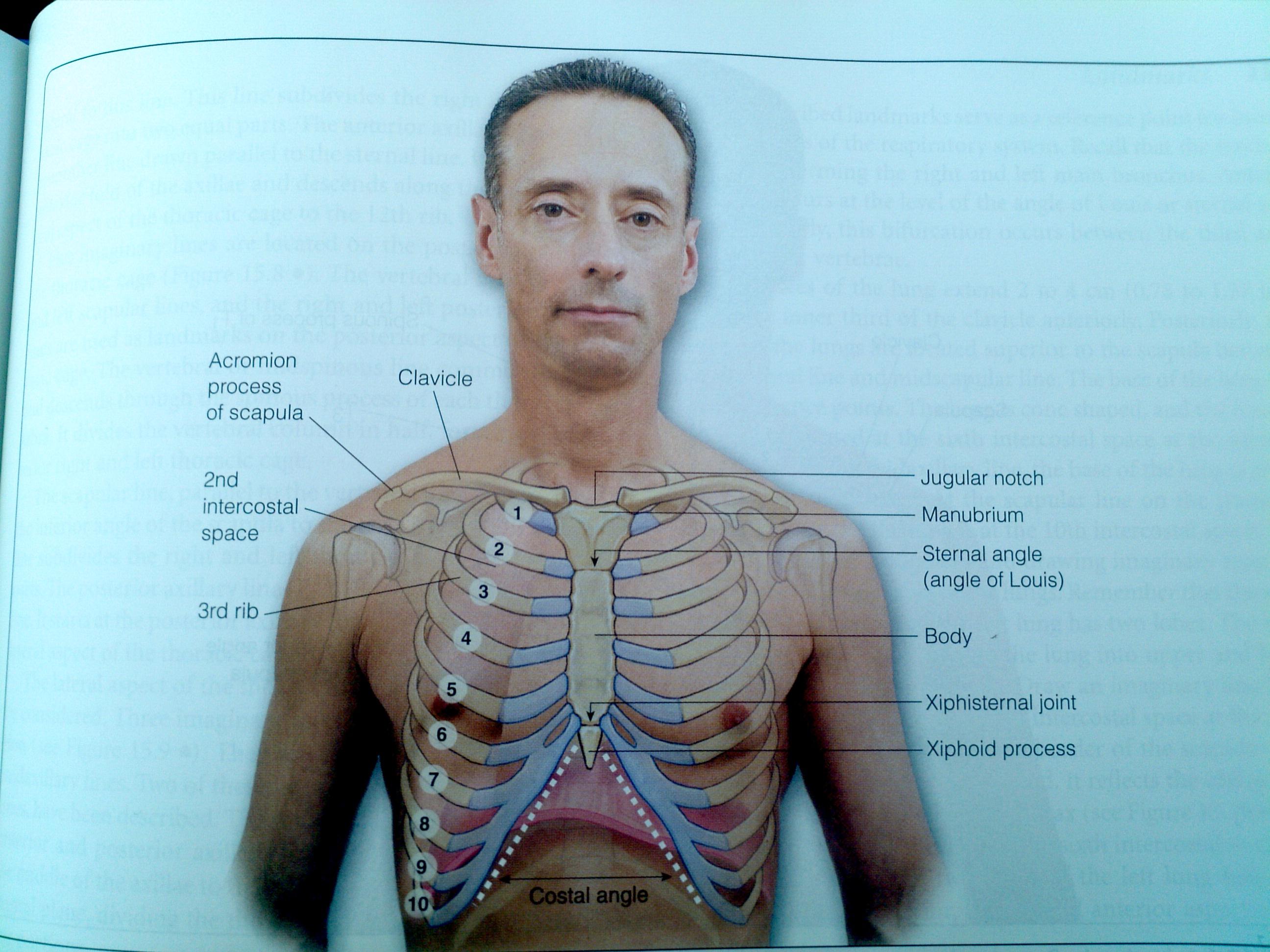 Surface anatomy thorax Flashcards