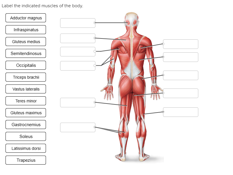 Muscles Of The Body Labeled