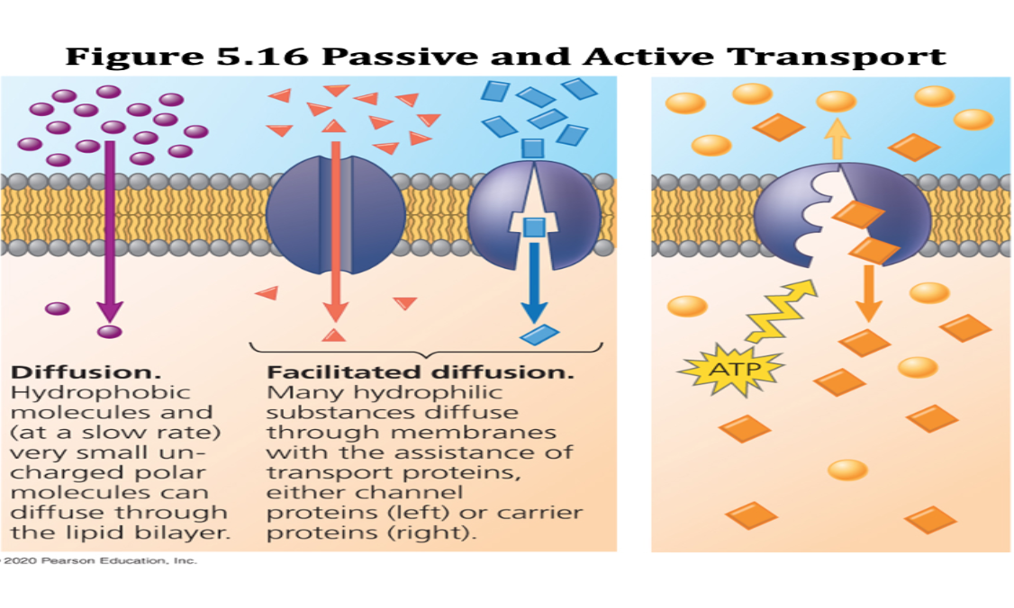 Solved Figure 5.16 Passive and Active Transport B3333333 ATP | Chegg.com