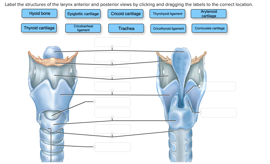 epiglottic cartilage