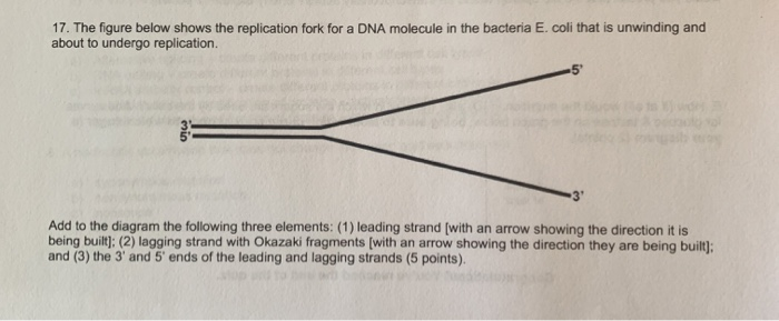 Solved 17. The figure below shows the replication fork for a | Chegg.com