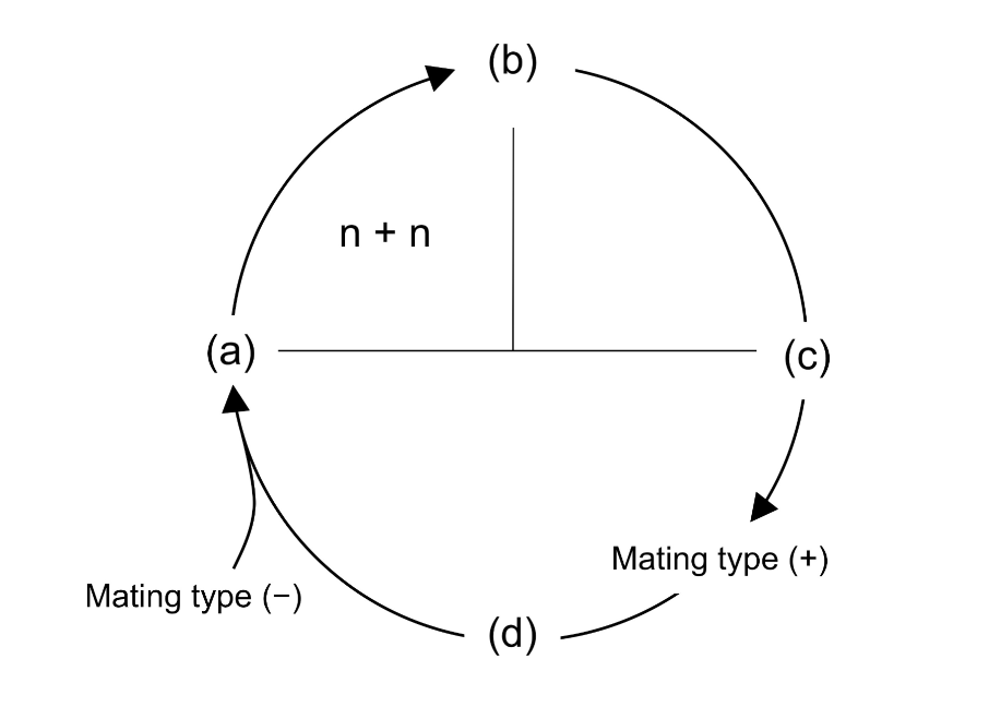 Solved Shown Below Is A Simplified Sexual Lifecycle Of A 2035