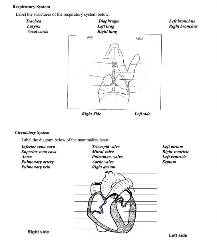 fetal pig respiratory system