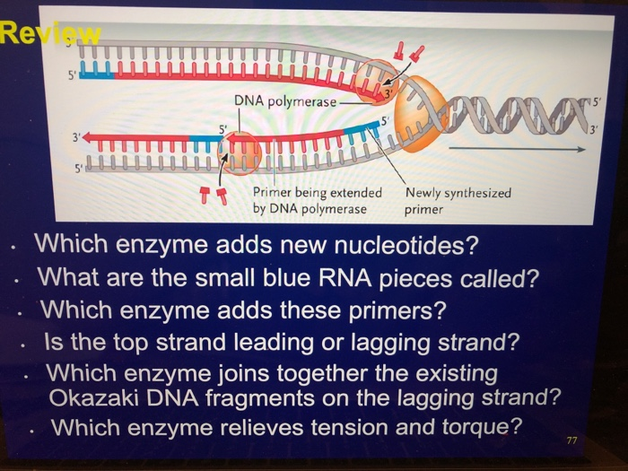 Solved Review DNA polymerase 5" 3' 5' Primer being extended