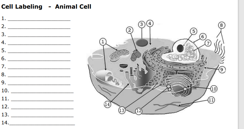 Solved Cell Labeling - Animal Cell 1. 2. 3 8 (10) 8. 9. 10. 