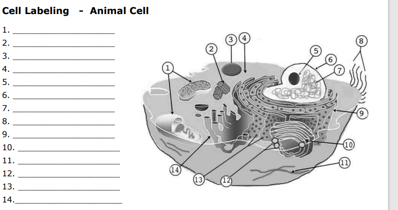 labeled plant and animal cells