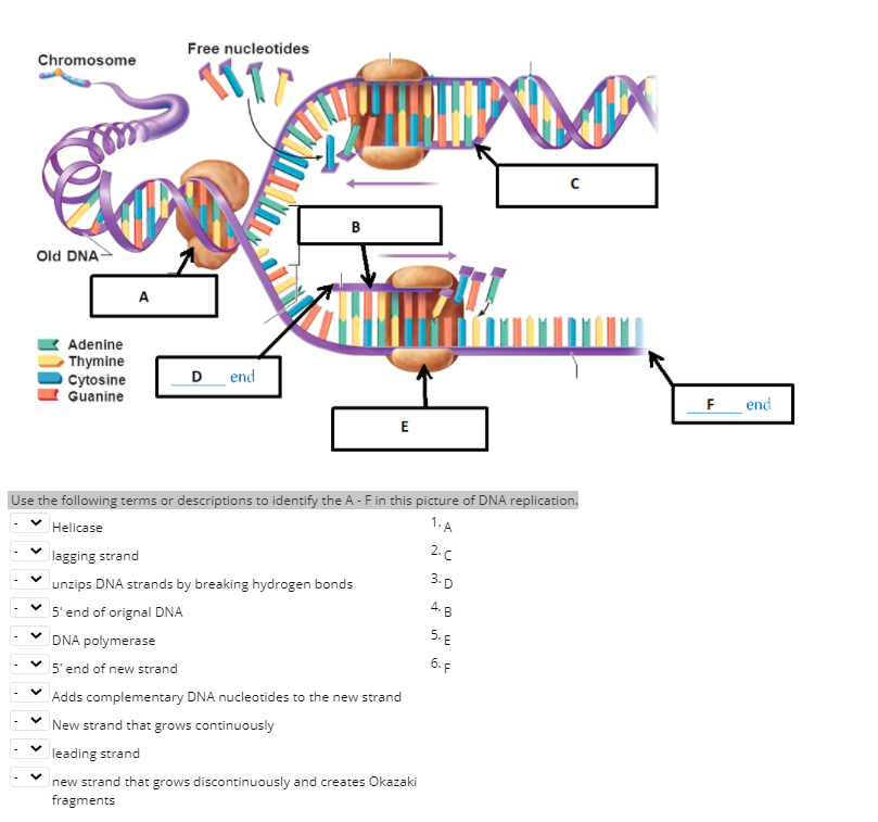 Free Nucleotides Chromosome с B Old Dna A Adenine 