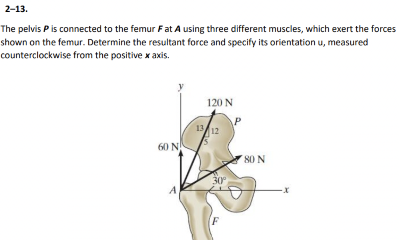 10-muscles-of-the-pelvis-and-thigh-musculoskeletal-key