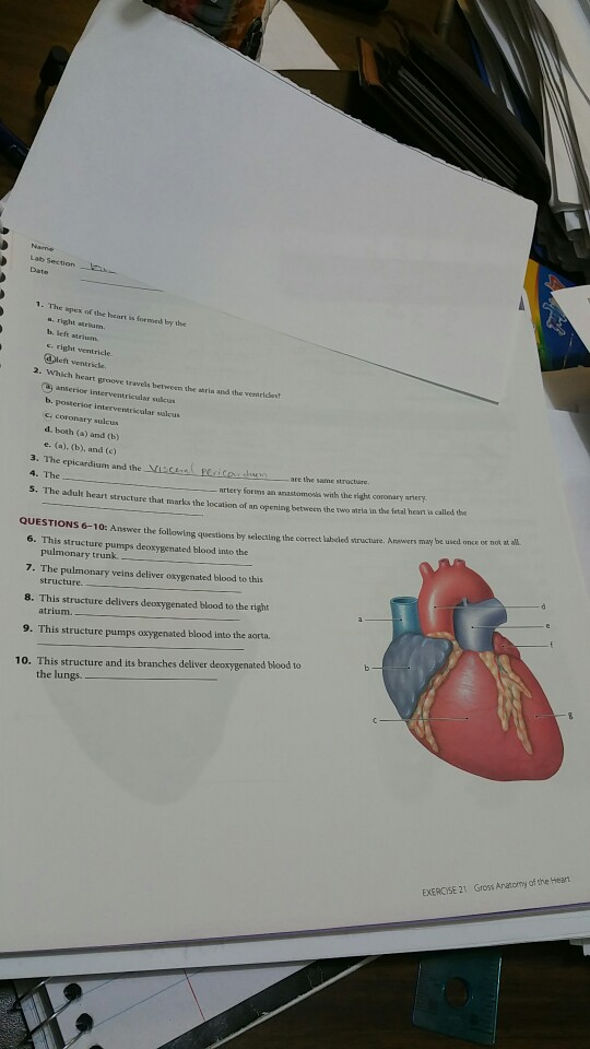 Solved Lab Section 1 The Apex Of The Heart Is Formed By Chegg Com