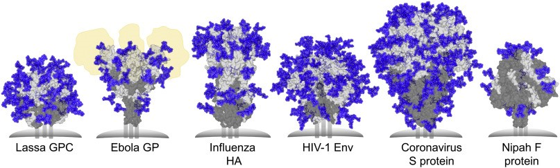 Solved What Are The Blue Structures In These Proteins, How | Chegg.com