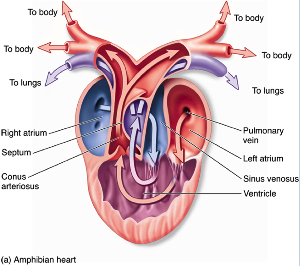 Строение сердца амфибий. Строение сердца земноводных рисунок. Трехкамерное сердце у земноводных. Строение трехкамерного сердца.