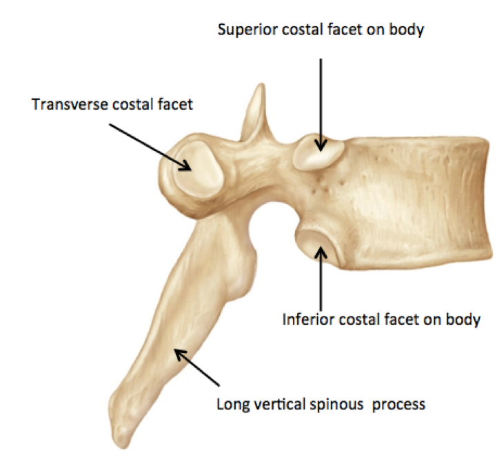 Superior Costal Facet