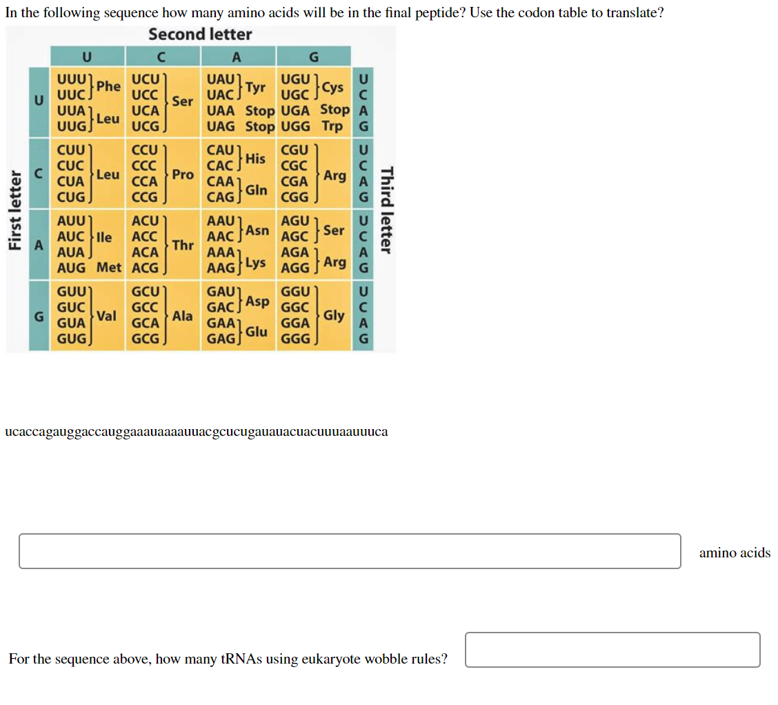 Solved In the following sequence how many amino acids will | Chegg.com