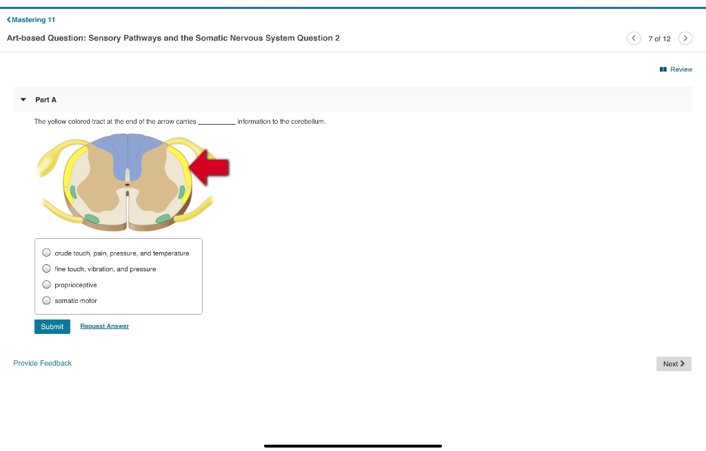 Solved Review Part A The yellow colored tract at the end