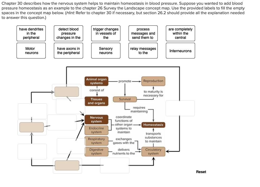 solved-chapter-30-describes-how-the-nervous-system-helps-to-chegg
