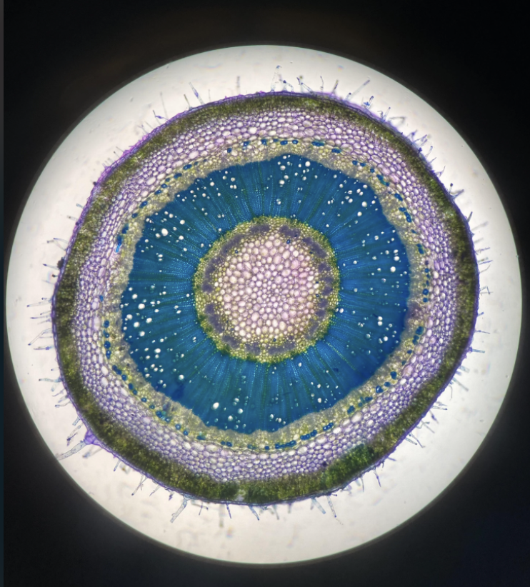 Solved Label the following of a tomato cross section using | Chegg.com