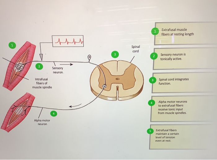 Solved Extrafusal muscle fibers at resting length Spinal | Chegg.com