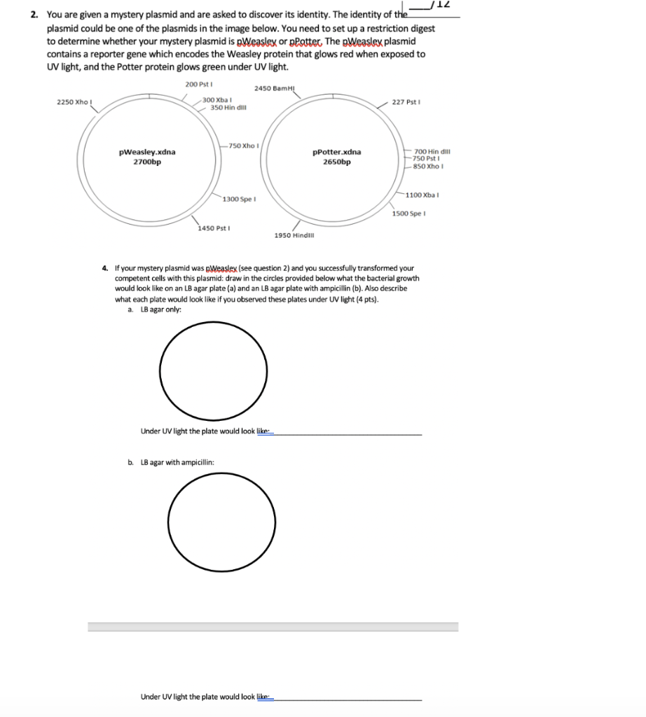 Solved 2. You are given a mystery plasmid and are asked to | Chegg.com