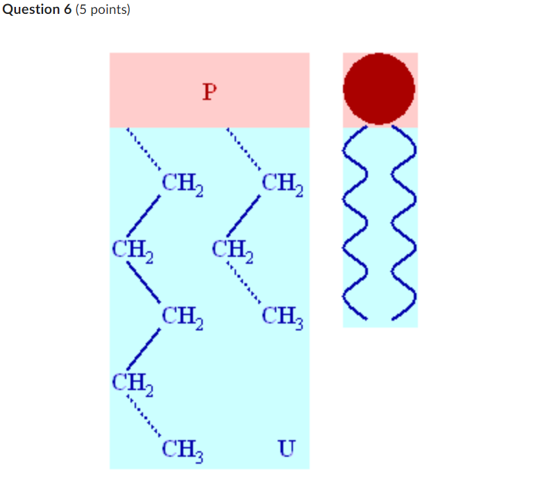 Question 6 (5 points)