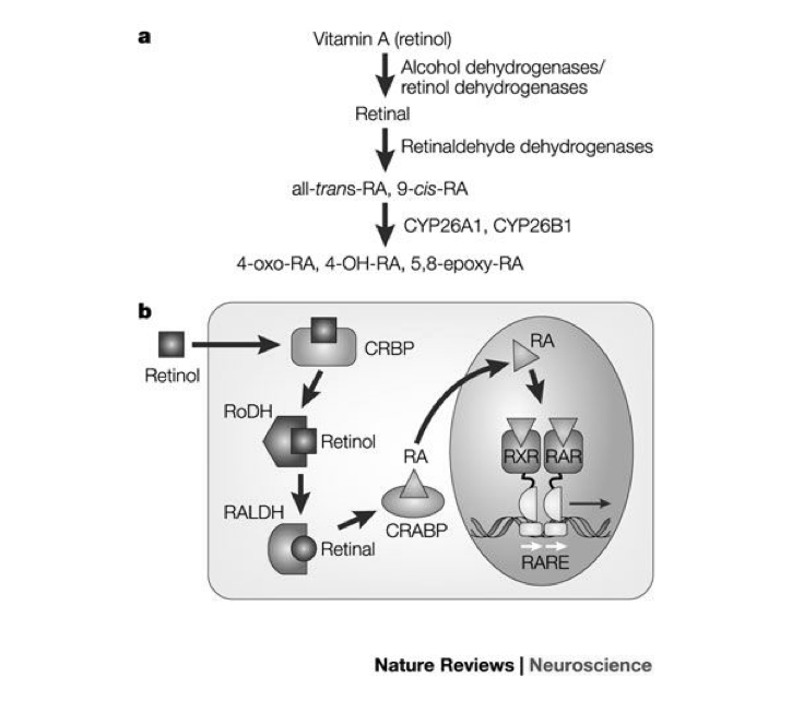 Vitamin A Retinoic Acid