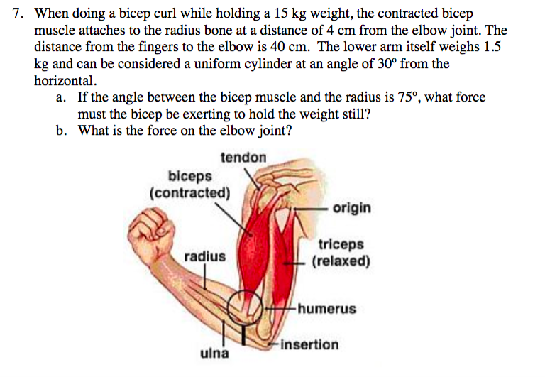 Solved 7. When doing a bicep curl while holding a 15 kg