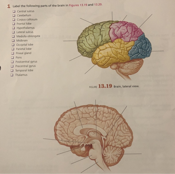 Label Parts Of Brain
