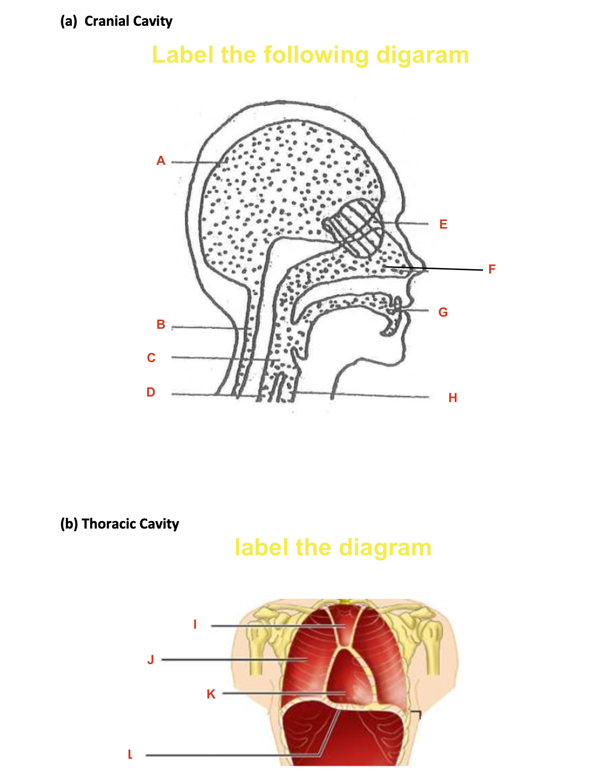 Solved Label the following digaram (b) Thoracic Cavity label | Chegg.com