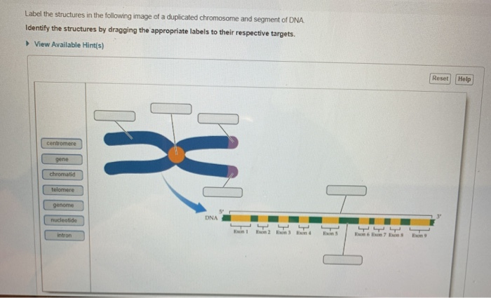 Solved Label the structures in the following image of a | Chegg.com