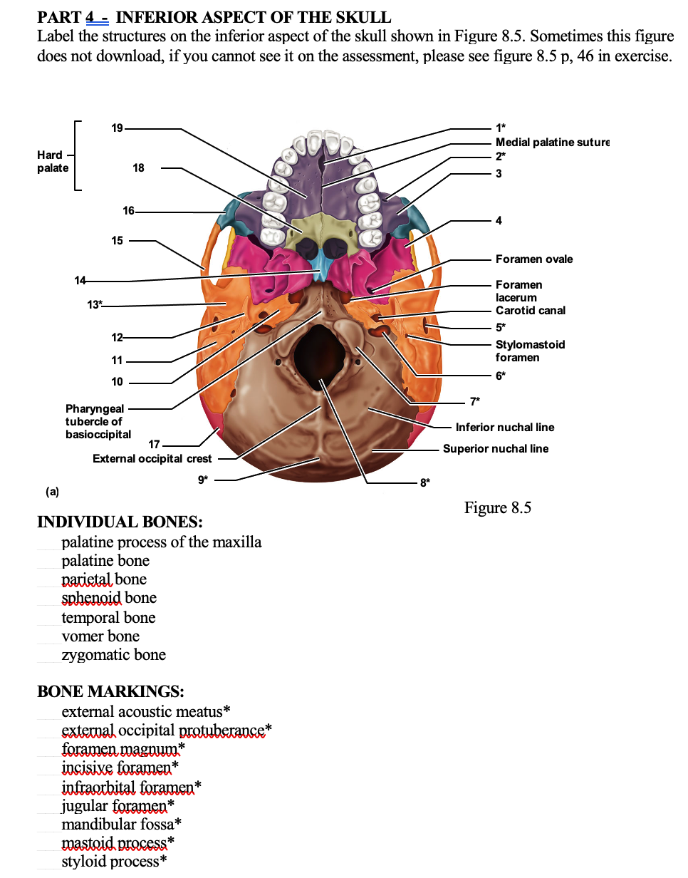 Solved PART 4 - INFERIOR ASPECT OF THE SKULL Label the | Chegg.com