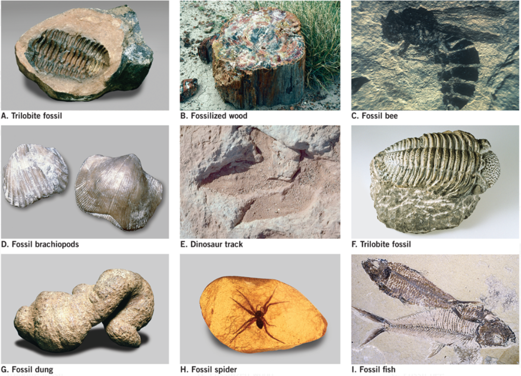 Solved Figure 10.13 Various Types Of Fossilizatiorn. (Photo | Chegg.com