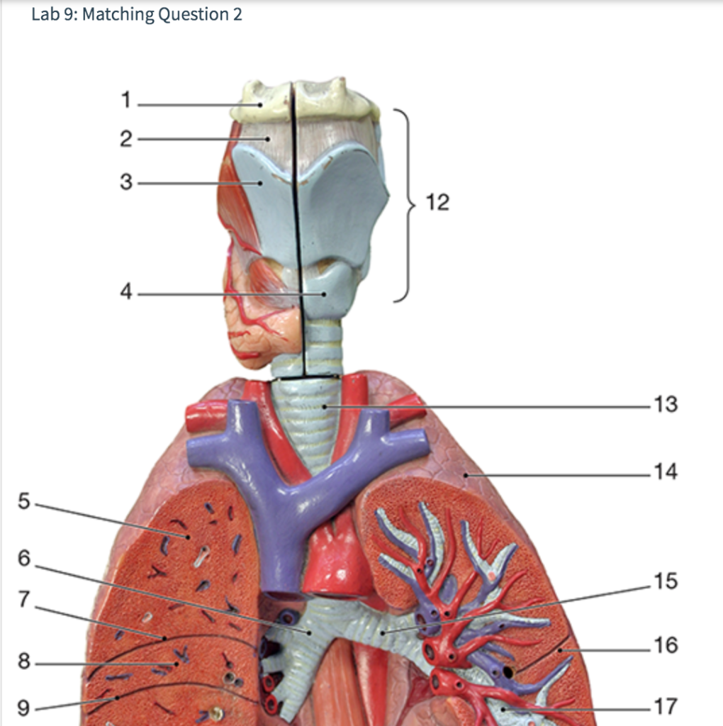 Solved Lab 9: Matching Question 2 1 2 3 12 13 14 5 6 15 7 16 | Chegg.com